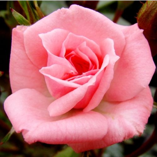 Rosen Online Gärtnerei - zwergrosen - rosa - Rosa Rennie's Pink™ - diskret duftend - Bruce F. Rennie - Hervorragend geeignet für Dekoration , füllt den Boden aus, blüht durchgehend.
